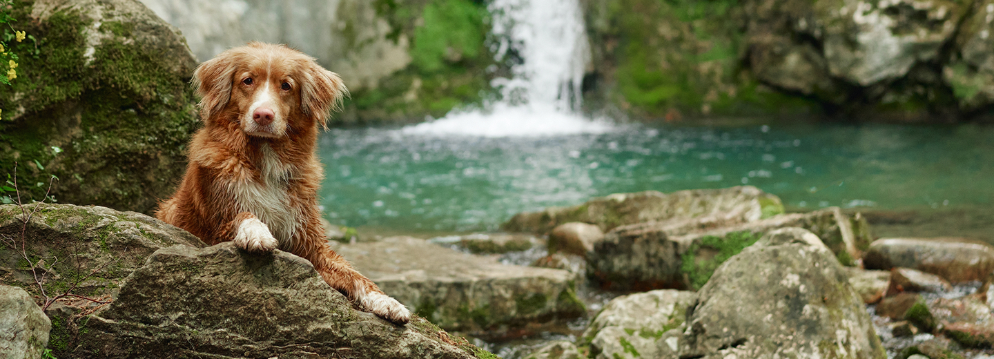 A reddish‑brown dog with a white chest and paws rests its front legs on a large rock beside a turquoise pool. Behind the dog, water flows from a small waterfall into the rocky, moss-covered area. The dog looks calmly toward the camera in a natural outdoor setting.